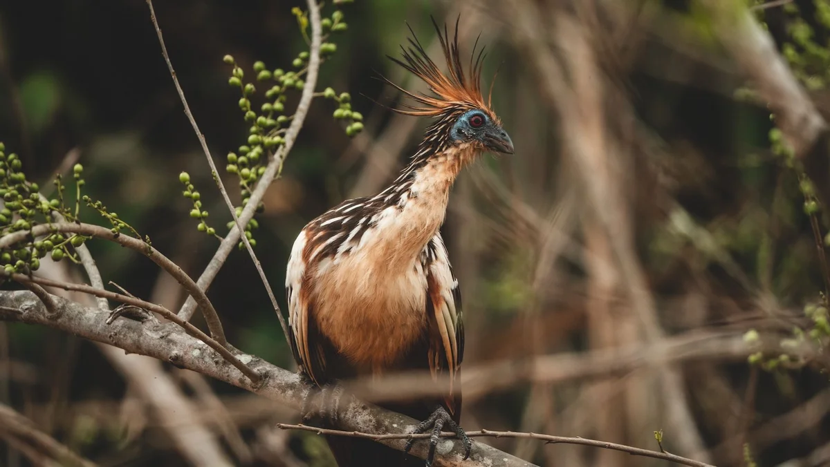 An exotic bird with a distinctive crest perches on a branch. Its plumage displays brown and white coloring with striking blue eyes.