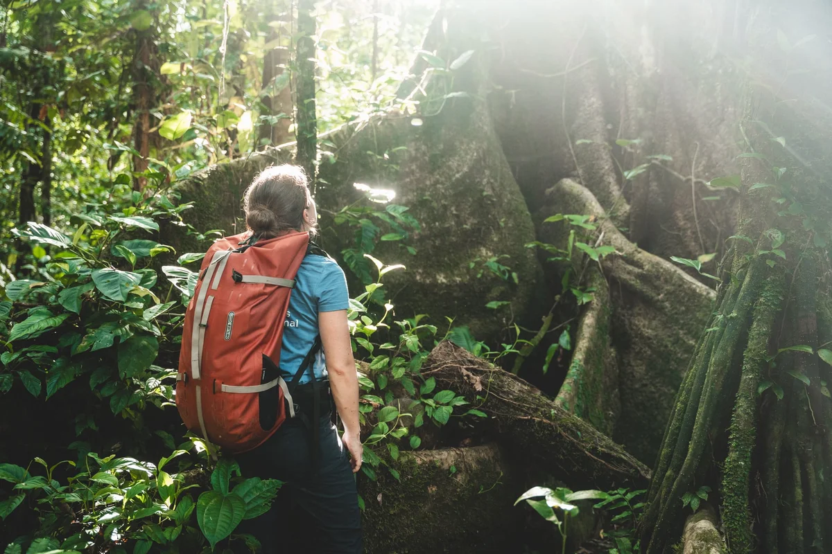 Hiker wearing red backpack exploring misty rainforest surrounded by lush green vegetation and moss-covered trees.