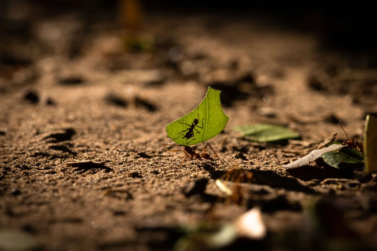 Ant carrying a bright green leaf across sandy ground with blurred background.