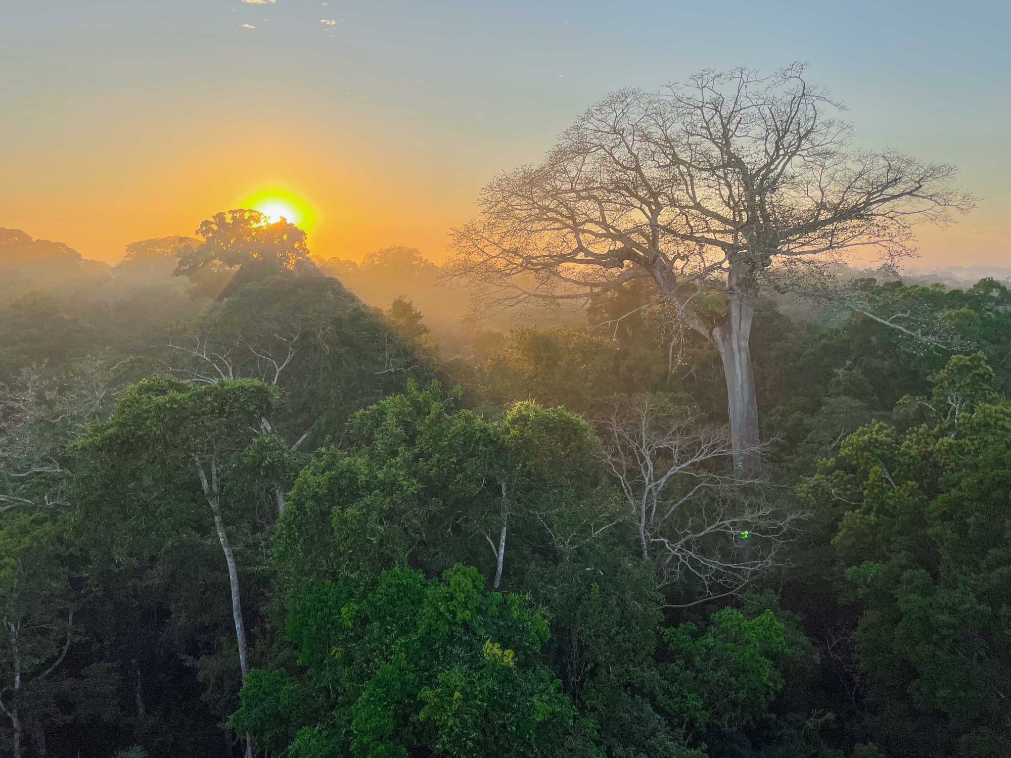 Rainforest canopy at sunrise with golden sky, tall trees silhouetted against bright sun, and mist-filled valley.