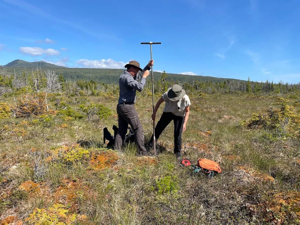 Two researchers conduct a soil survey in a forest landscape using a T-shaped measuring probe.