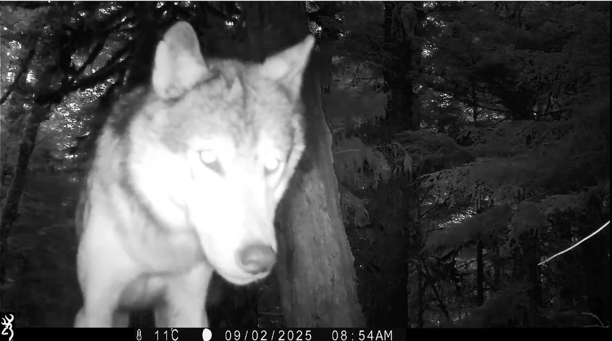 Night vision trail camera footage of a coyote or wolf in dark forest surroundings, captured on September 2, 2025 at 8:54 AM.