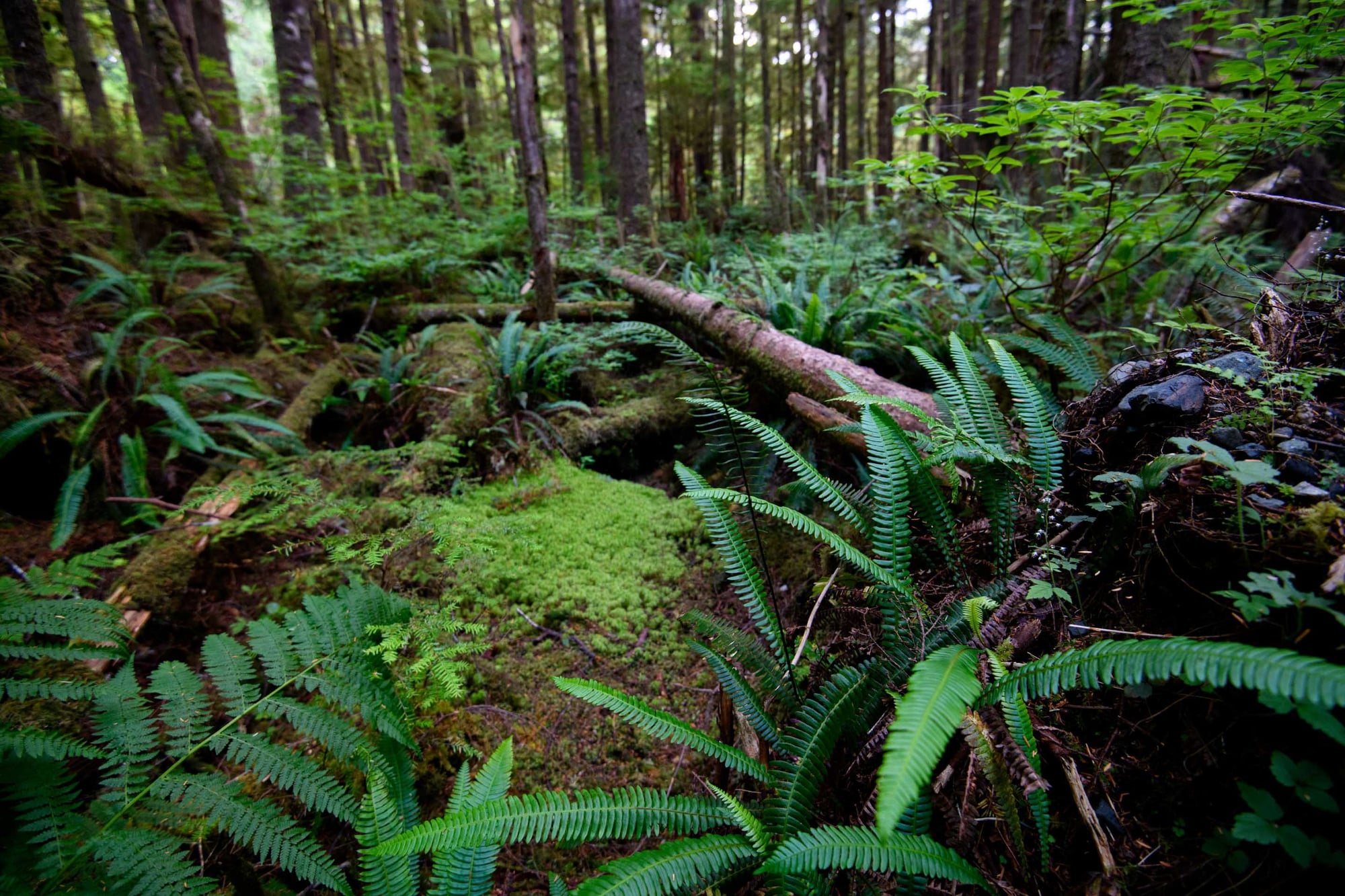 Lush forest floor with bright green ferns, moss-covered ground, fallen logs, and tall evergreen trees overhead.