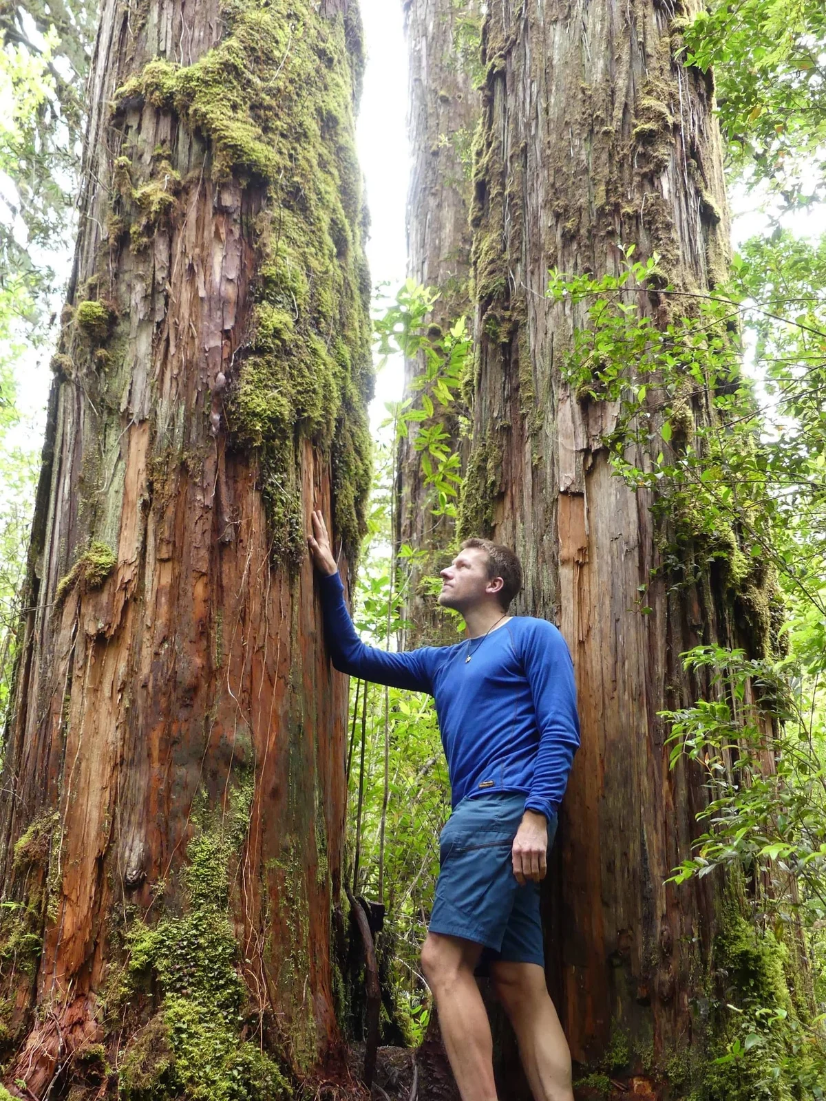 Hombre en camisa azul tocando enormes troncos de árboles cubiertos de musgo en bosque denso.
