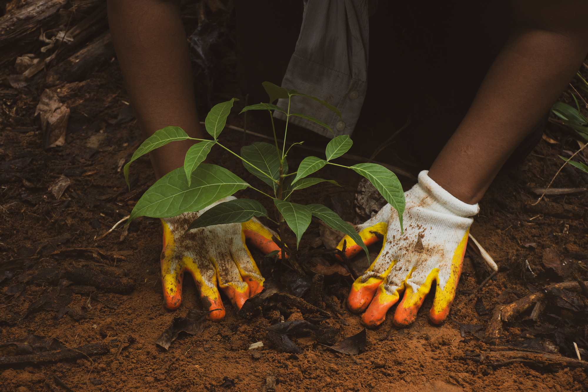 Child wearing yellow and orange garden gloves planting a seedling with green leaves into dark soil.