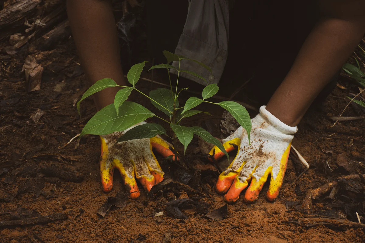Child wearing yellow and orange garden gloves planting a seedling with green leaves into dark soil.