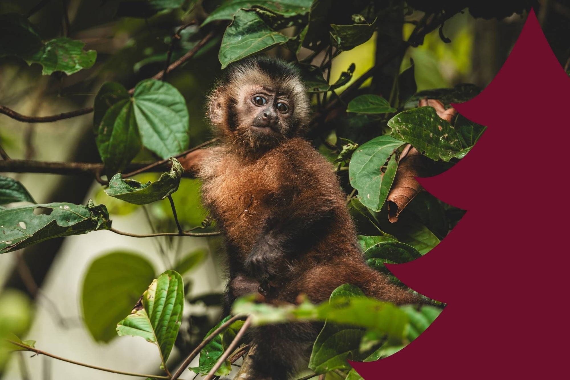 Young brown monkey perched among green leaves, gazing directly at the camera with a curious expression.
