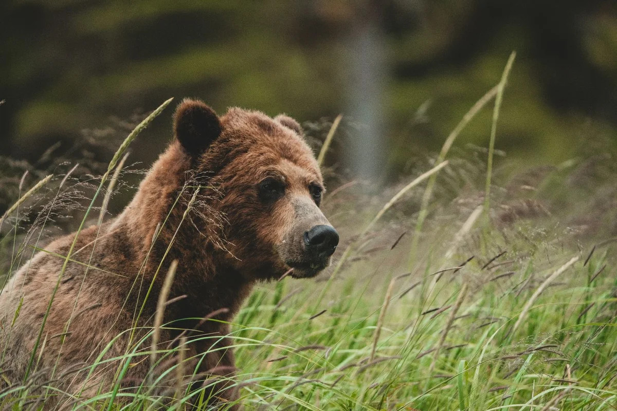Brown grizzly bear resting attentively in tall grass, gazing to the right.