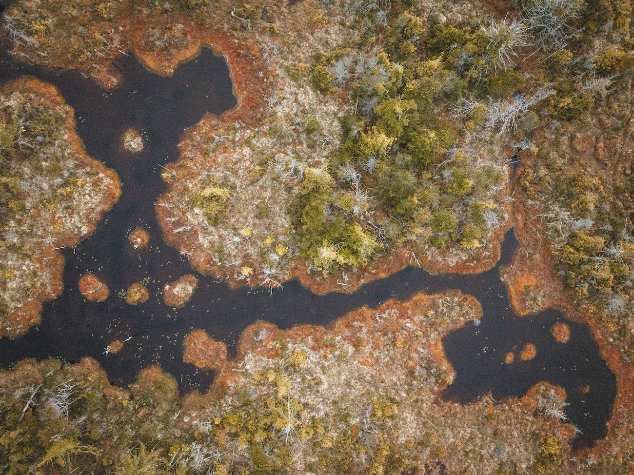 Vista aérea de un humedal con canales de agua oscura, turba marrón y vegetación verde dispersa