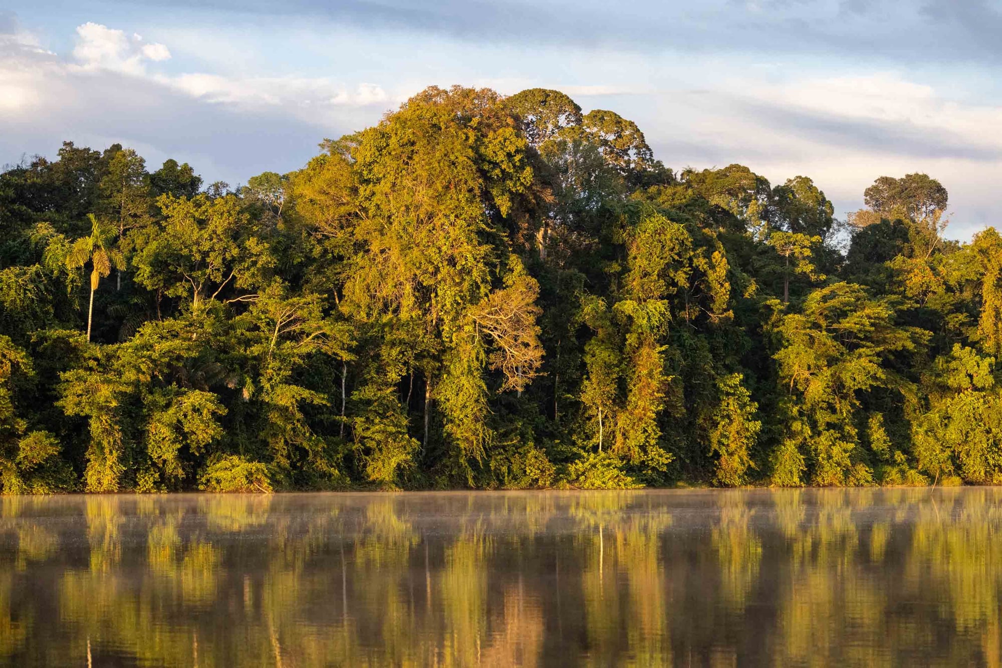 Dense rainforest vegetation reflects in calm river water at golden hour with cloudy sky above.