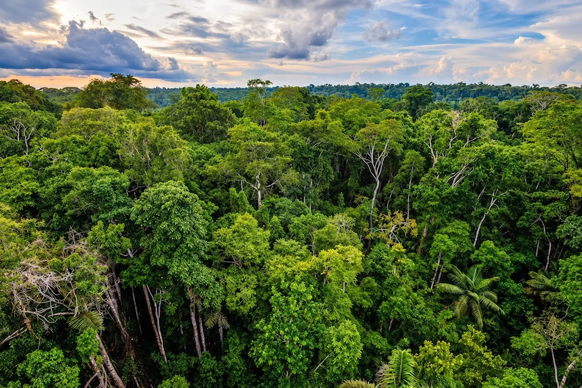 Aerial view of a lush tropical rainforest canopy with dense green foliage and scattered white tree trunks under a cloudy sky.