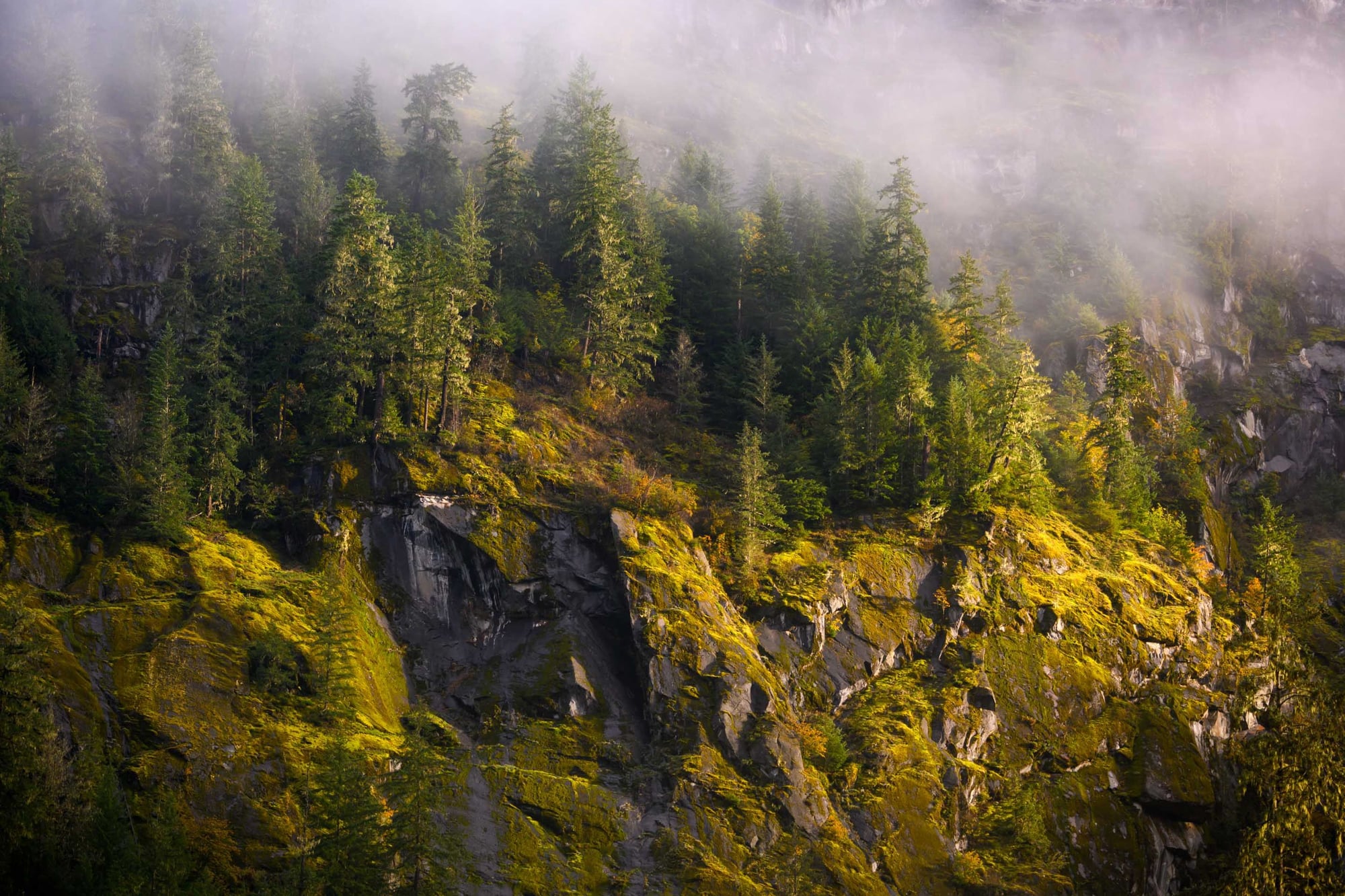 Paisaje montañoso de bosque envuelto en neblina, con acantilados rocosos cubiertos de musgo y árboles de coníferas.