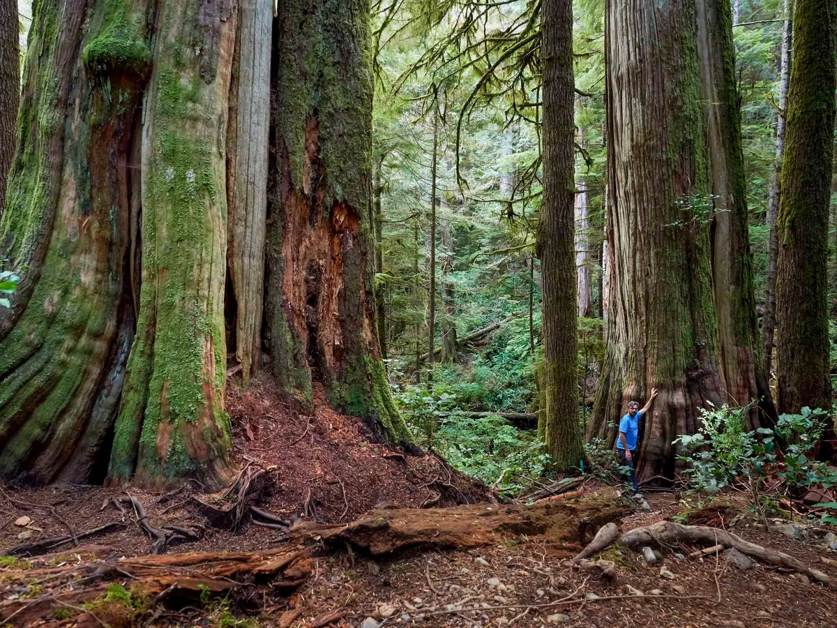 Hiker walking among towering old-growth trees with moss-covered trunks and exposed roots in a lush forest.