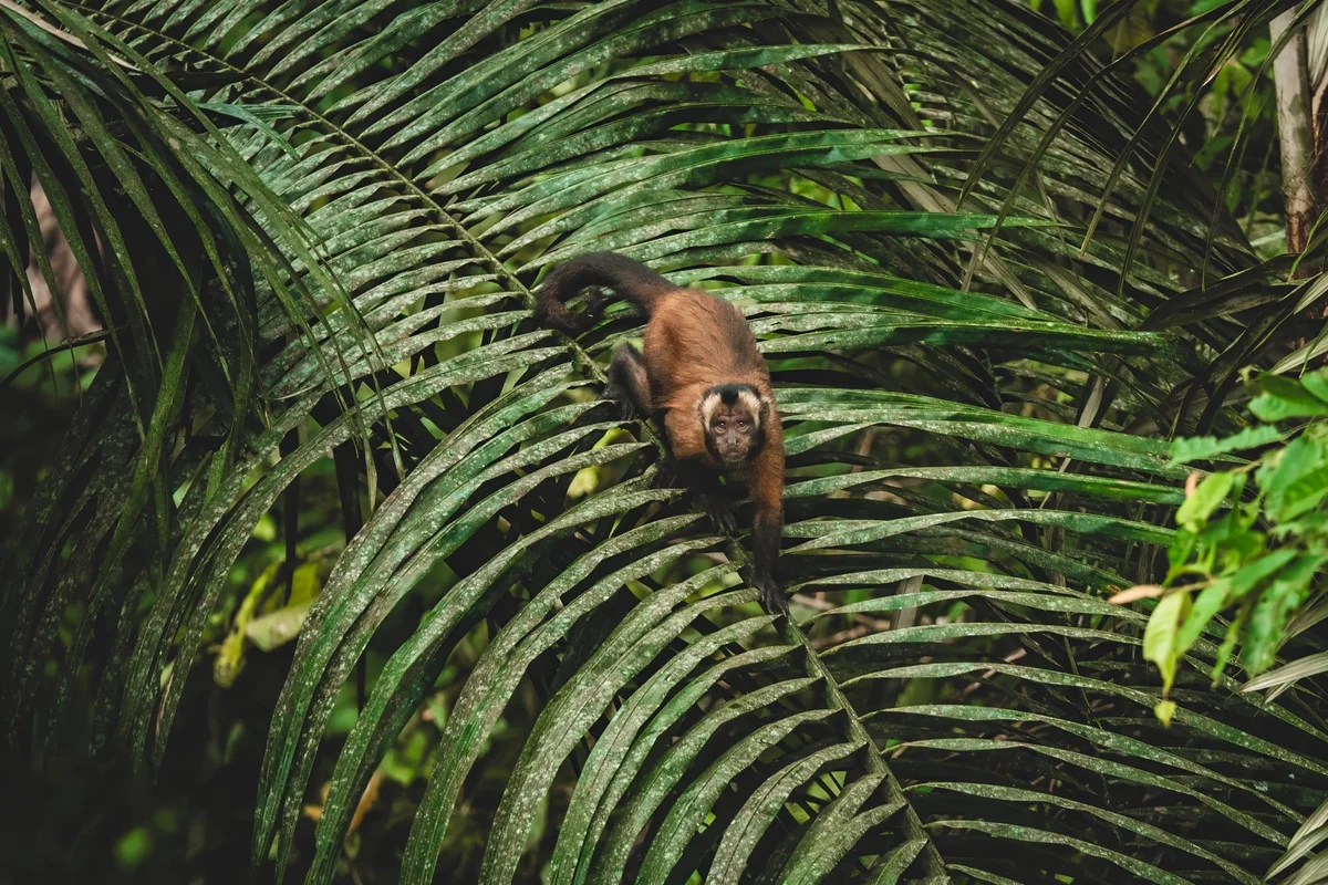 Brown monkey climbing across lush green palm fronds in a tropical rainforest setting.
