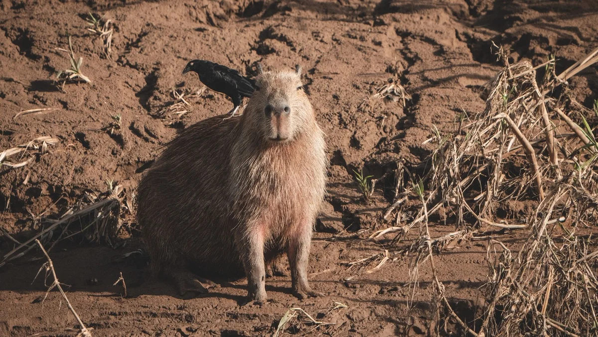 Capybara sitting on arid ground beside withered grass with a black bird landing on its back