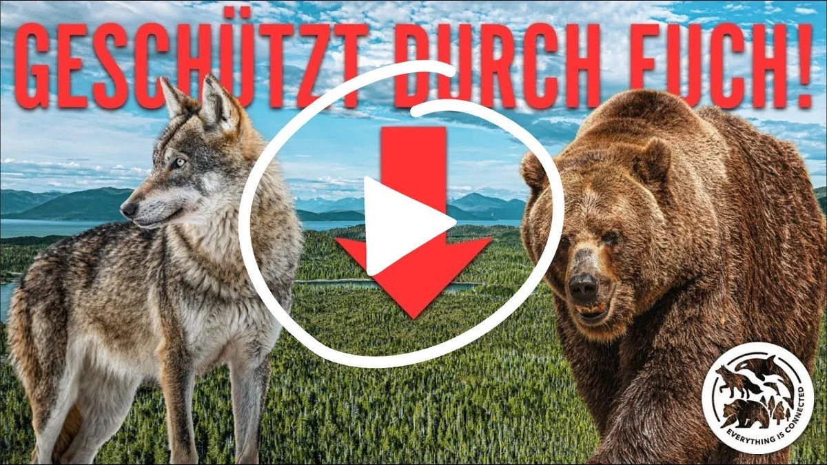 Lobo y oso pardo flanquean un símbolo de botón de reproducción con texto rojo 