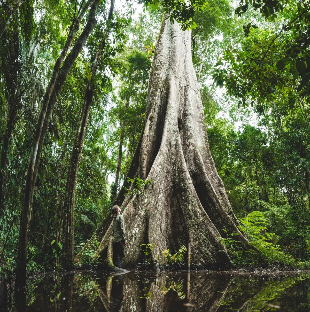 Person standing against a massive rainforest tree with buttress roots, surrounded by dense jungle foliage and water.