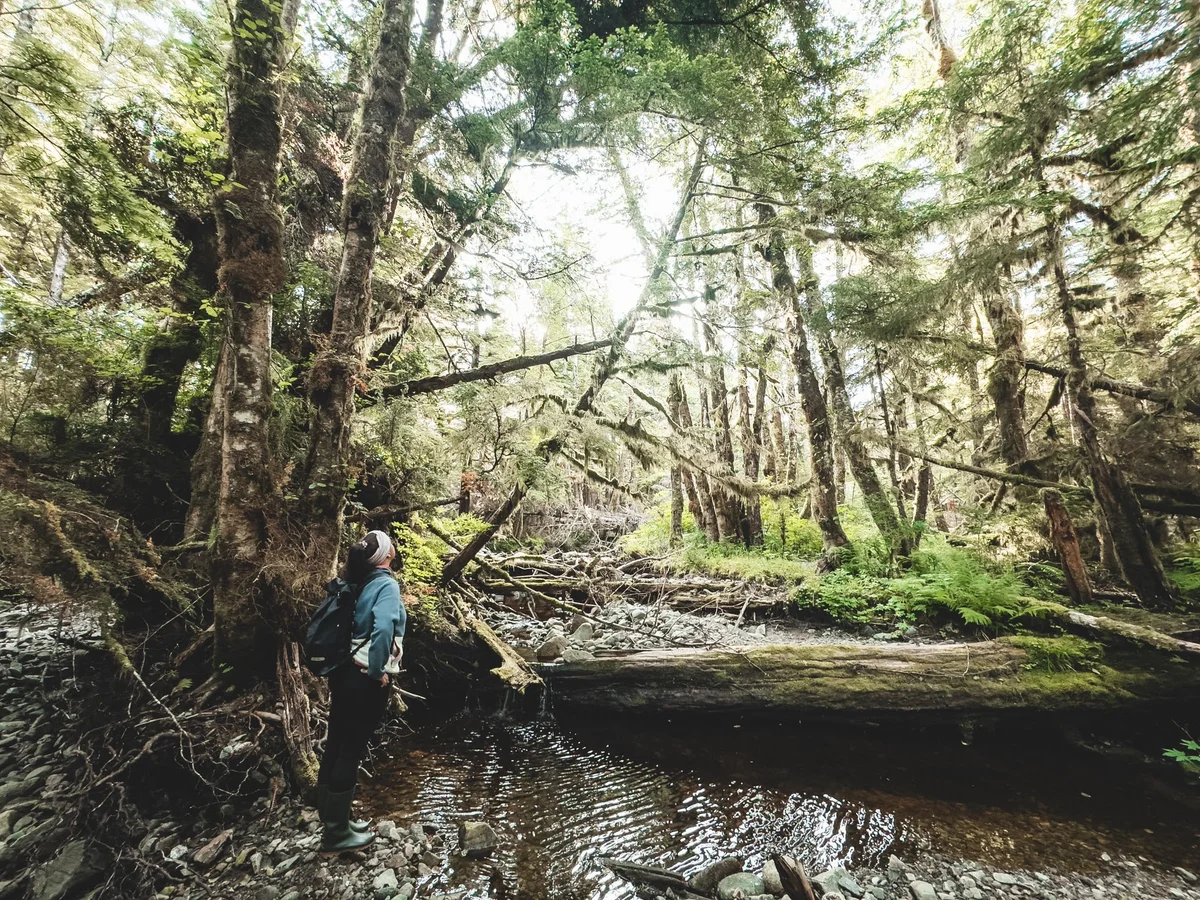 Hiker standing in a forest stream surrounded by tall trees and dense woodland vegetation.