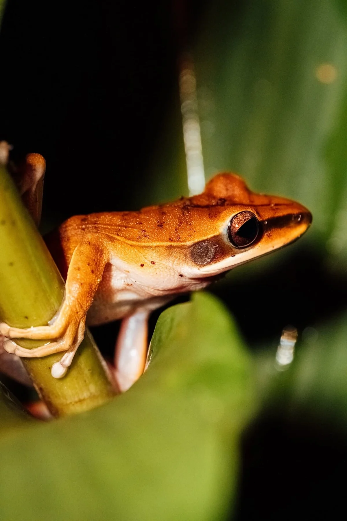 Orange tree frog with white belly perched on a green leaf, displaying a prominent dark eye.