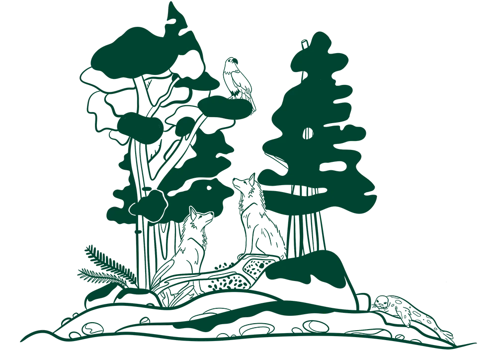 Illustration of forest scene with two foxes, eagle, coniferous trees and rocks in green and white.