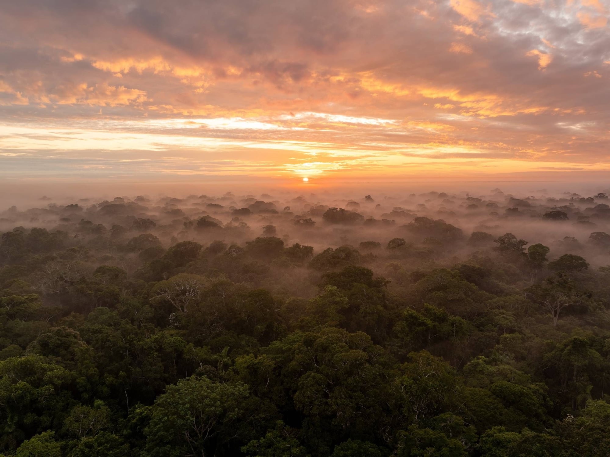Sunrise over a dense rainforest canopy shrouded in morning mist beneath a golden-orange sky.