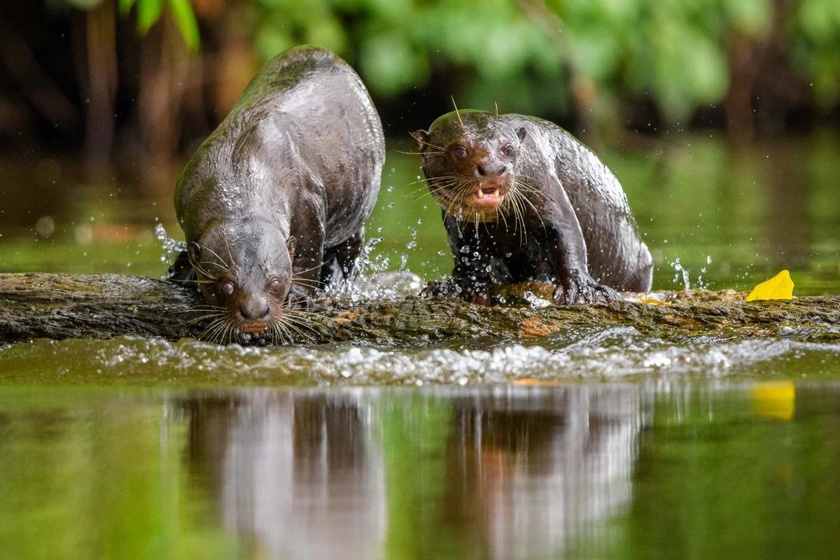 Dos nutrias jugando en agua poco profunda de un arroyo boscoso, salpicándose mutuamente