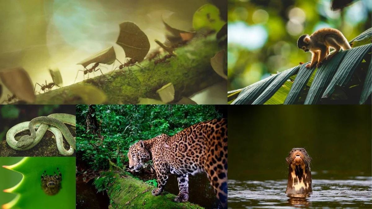 Collage of rainforest animals: leaf-cutter ants, monkey, snake, frog, jaguar, and otter in their natural habitats.
