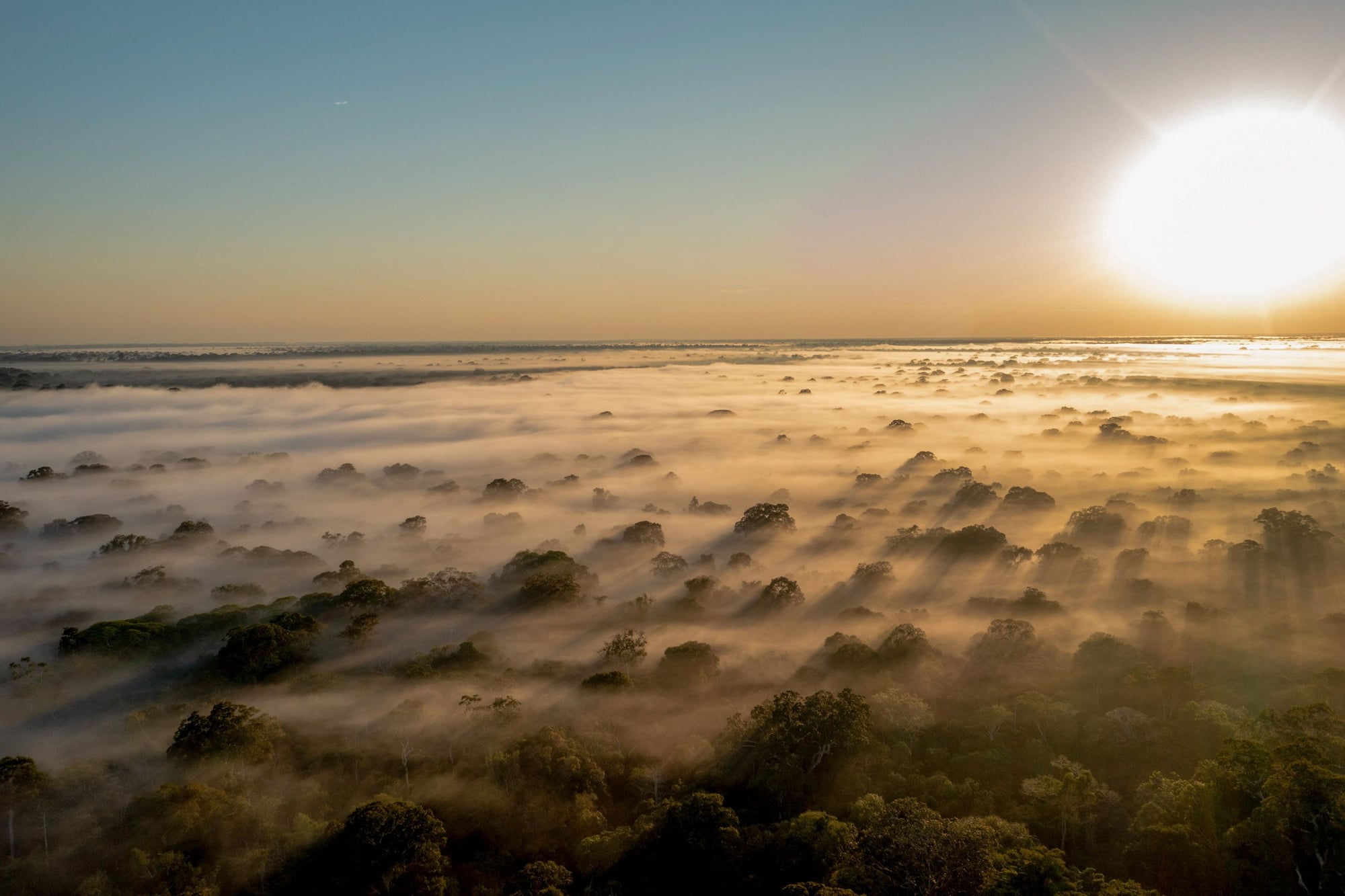 Amanecer sobre bosque tropical cubierto de niebla con copas de árboles emergiendo de la bruma matinal.