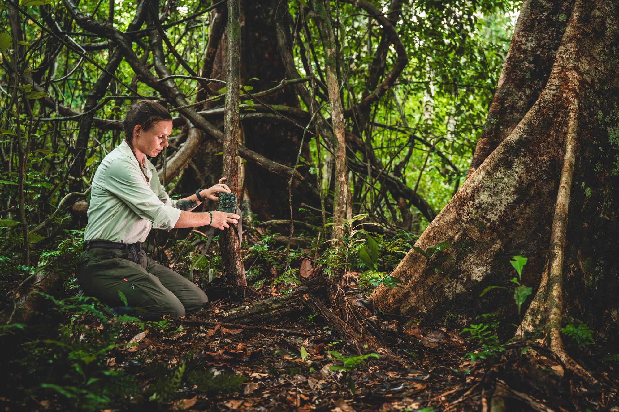 Woman kneeling in tropical rainforest examines vegetation beside a large tree with buttress roots.