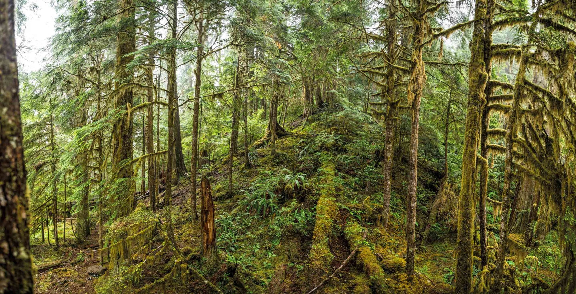 Lush temperate rainforest with moss-covered trees, dense undergrowth, and verdant canopy beneath overcast sky.