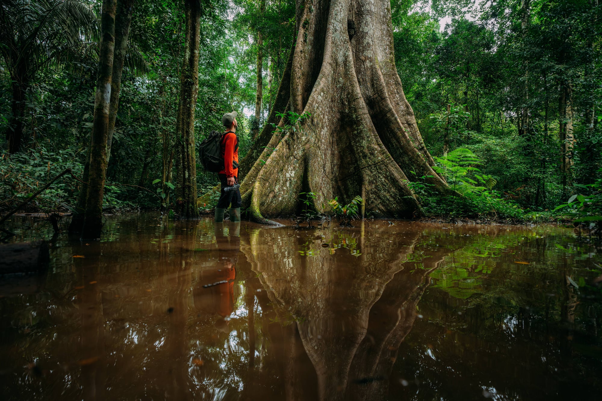 Wanderer in roter Jacke steht vor einem riesigen Baum mit Stützwurzeln im tropischen Regenwald mit Wasser.