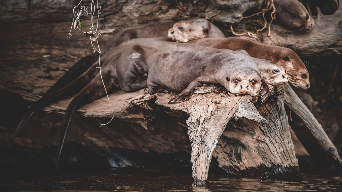 Group of otters resting on weathered logs beside water in their natural habitat.