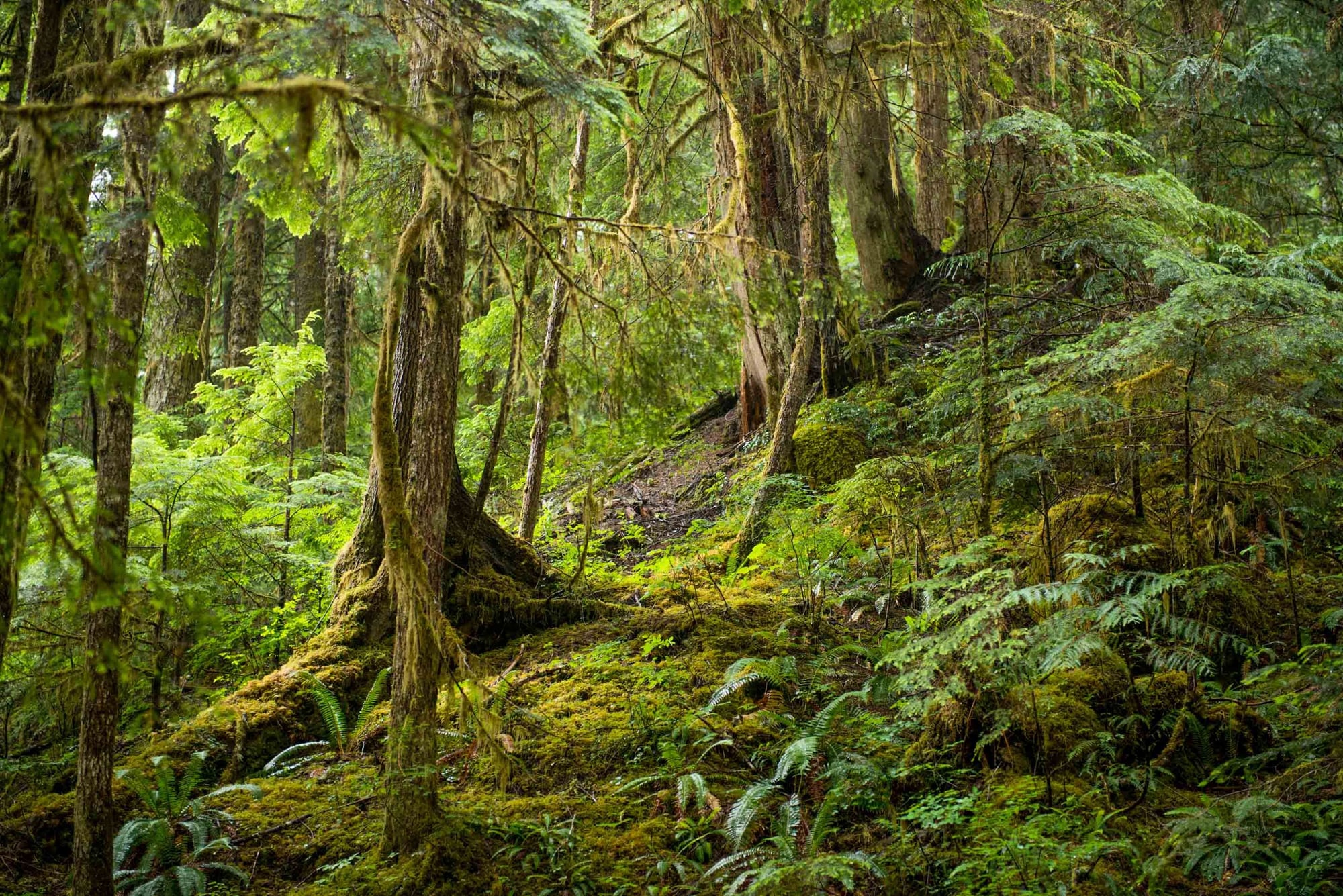 Bosque húmedo y exuberante con suelo cubierto de musgo, árboles altos y vegetación densa de color verde.