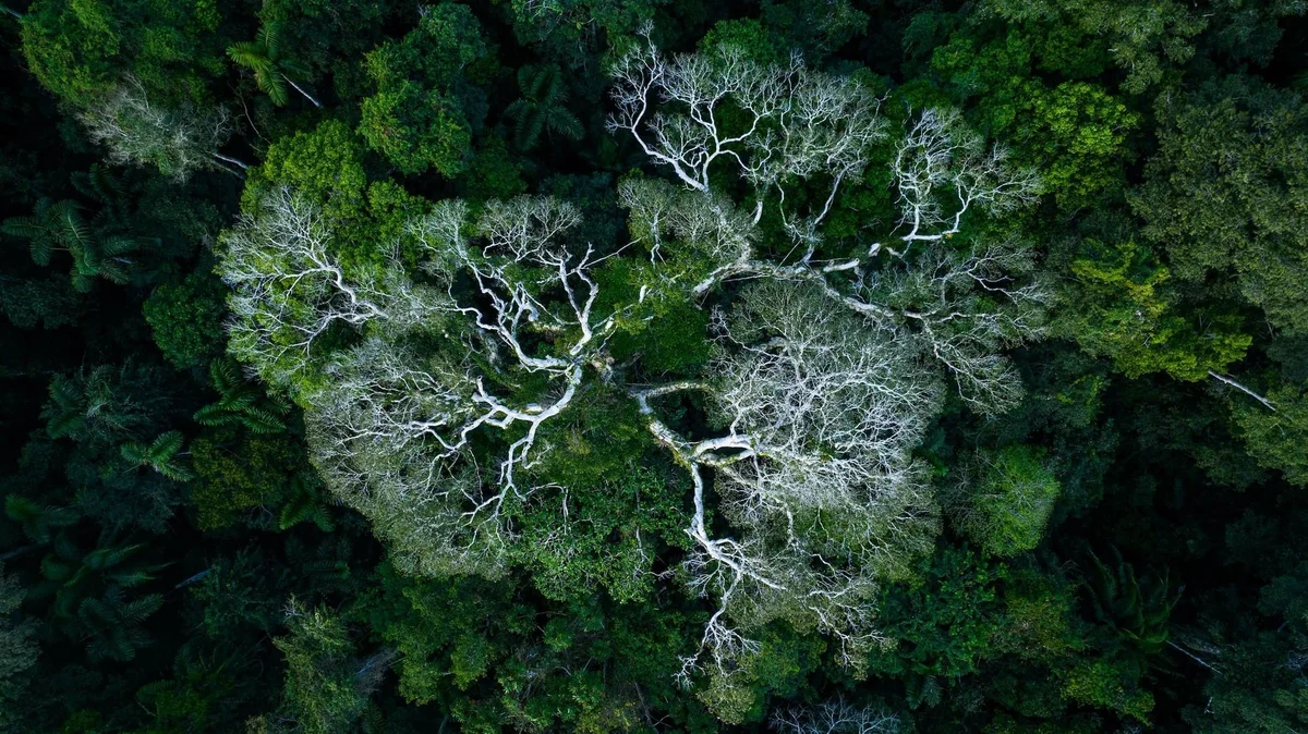 Aerial view of a forest canopy with lush green trees and leafless white branches forming a network pattern.