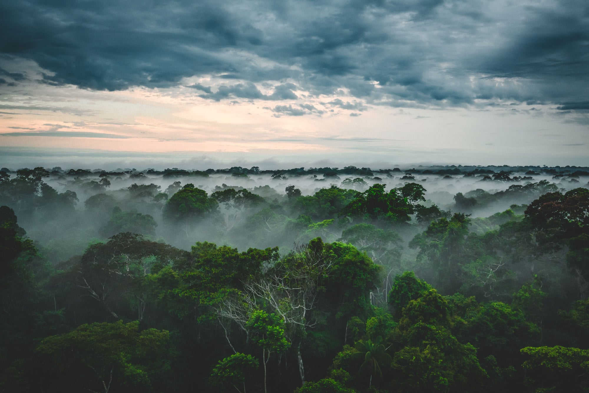 Misty rainforest canopy at dawn with towering trees beneath an overcast sky and morning fog.