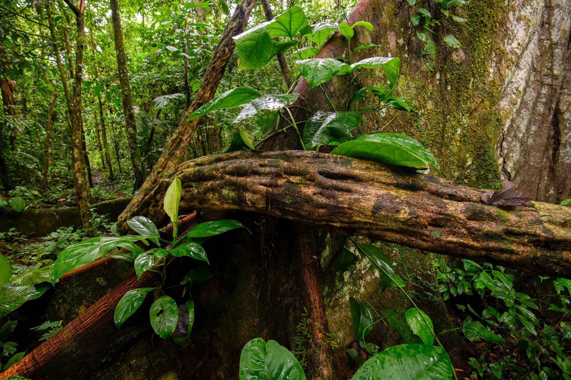 Tropical rainforest canopy with moss-covered tree trunks, fallen logs, and lush green climbing vines.