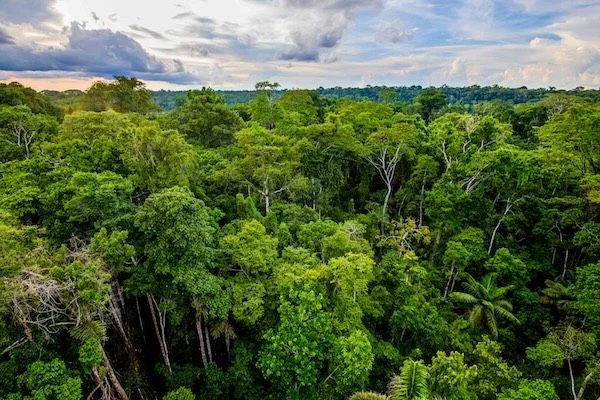 Aerial view of dense tropical rainforest canopy with scattered tall trees beneath a partly cloudy sky.