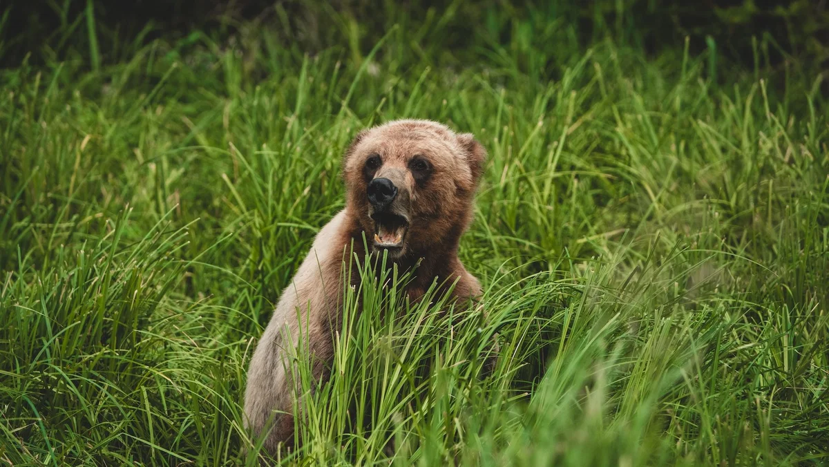 Brown bear sitting in tall grass, looking at camera with mouth open.