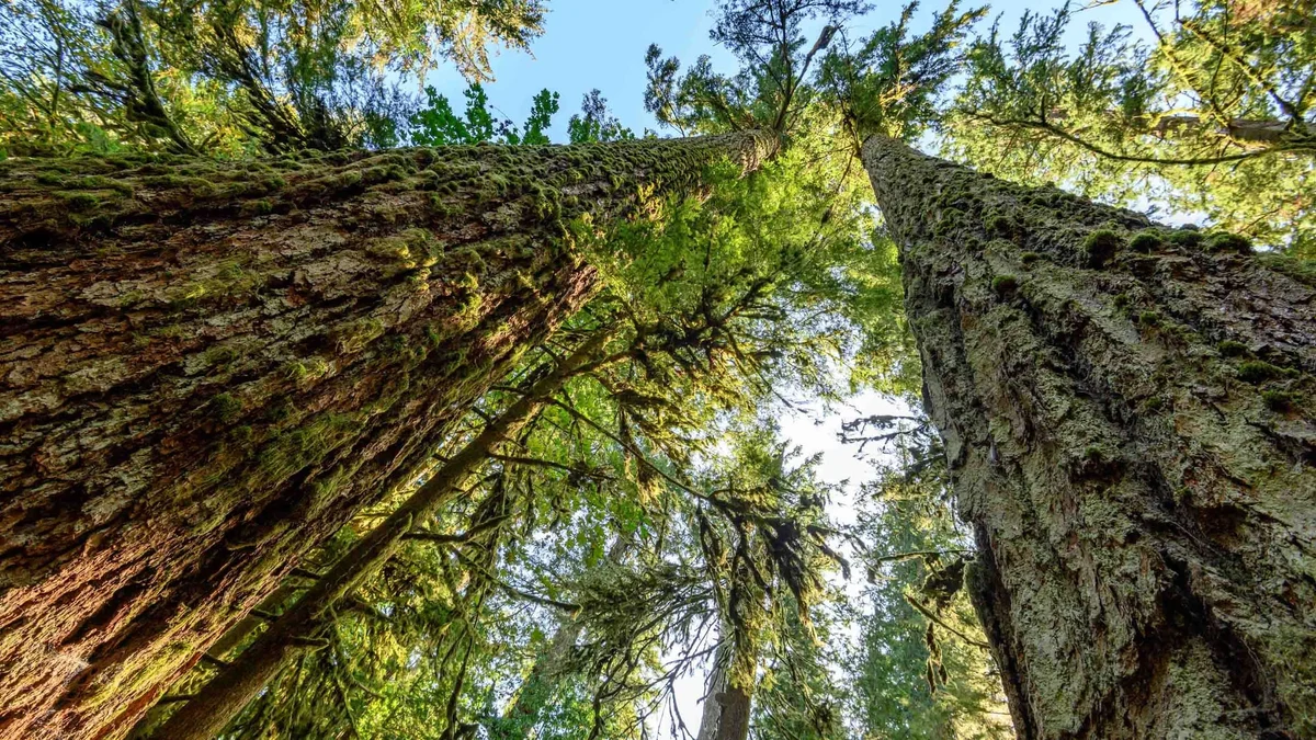 Upward view of towering moss-covered tree trunks in a dense forest with lush green canopy against blue sky.