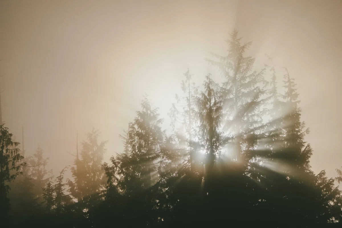 Bosque de coníferas oscuro envuelto en densa niebla con luz dorada que atraviesa