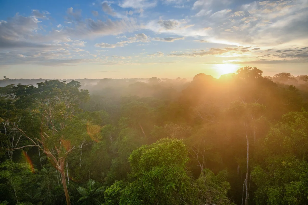 Dense rainforest canopy at sunrise with golden light filtering through morning mist and misty valleys below.