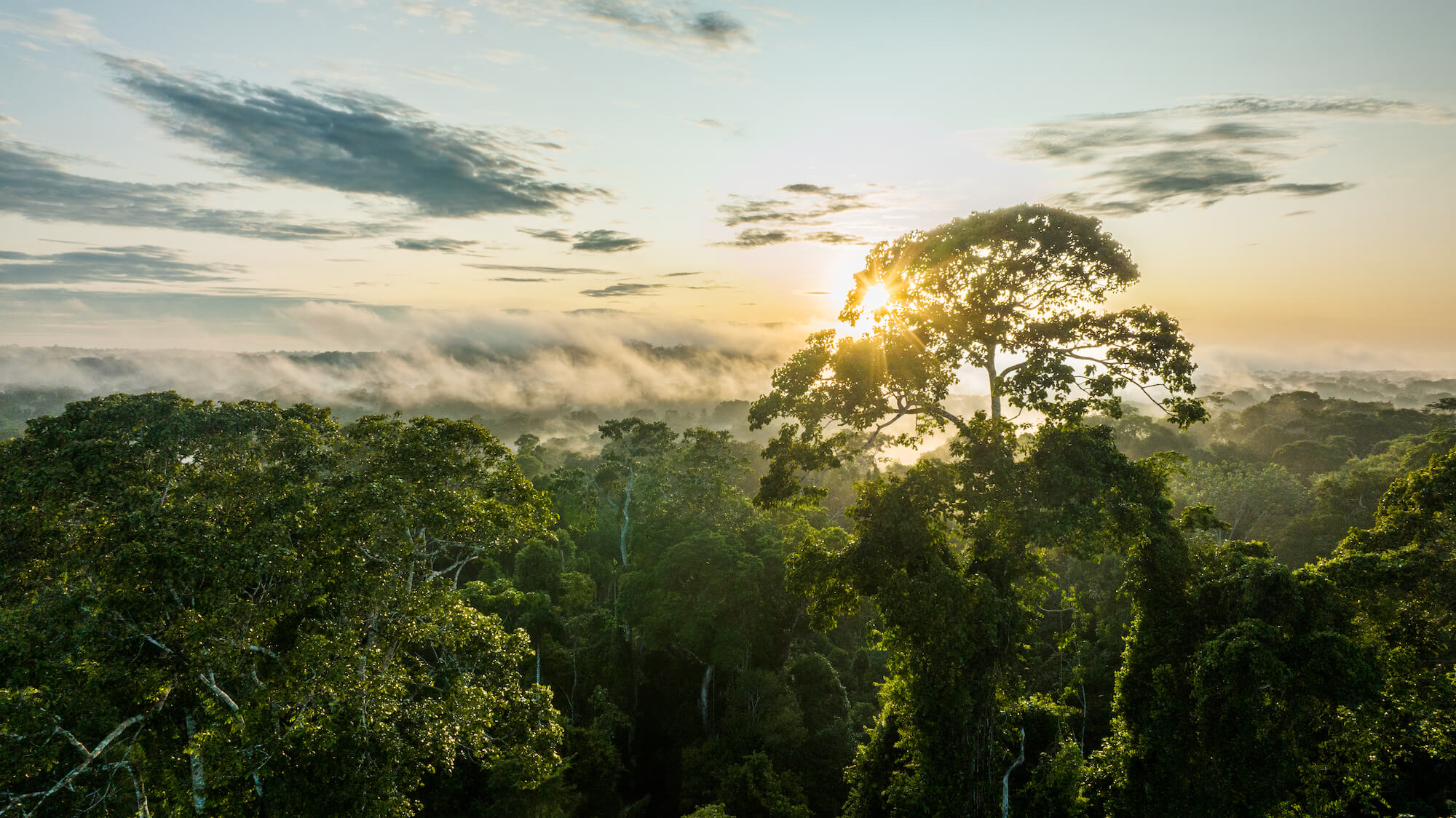 Rainforest canopy at sunrise with mist, sunlit emergent tree, and dense green foliage throughout