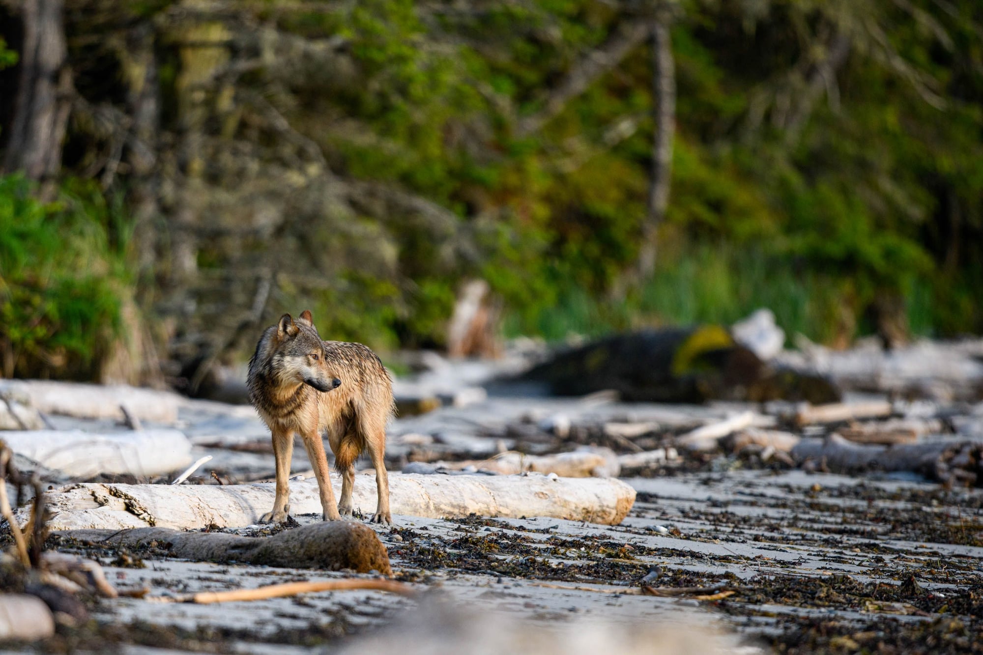 Gray wolf standing on driftwood by a riverbank, surrounded by rocks and forested area with green trees.
