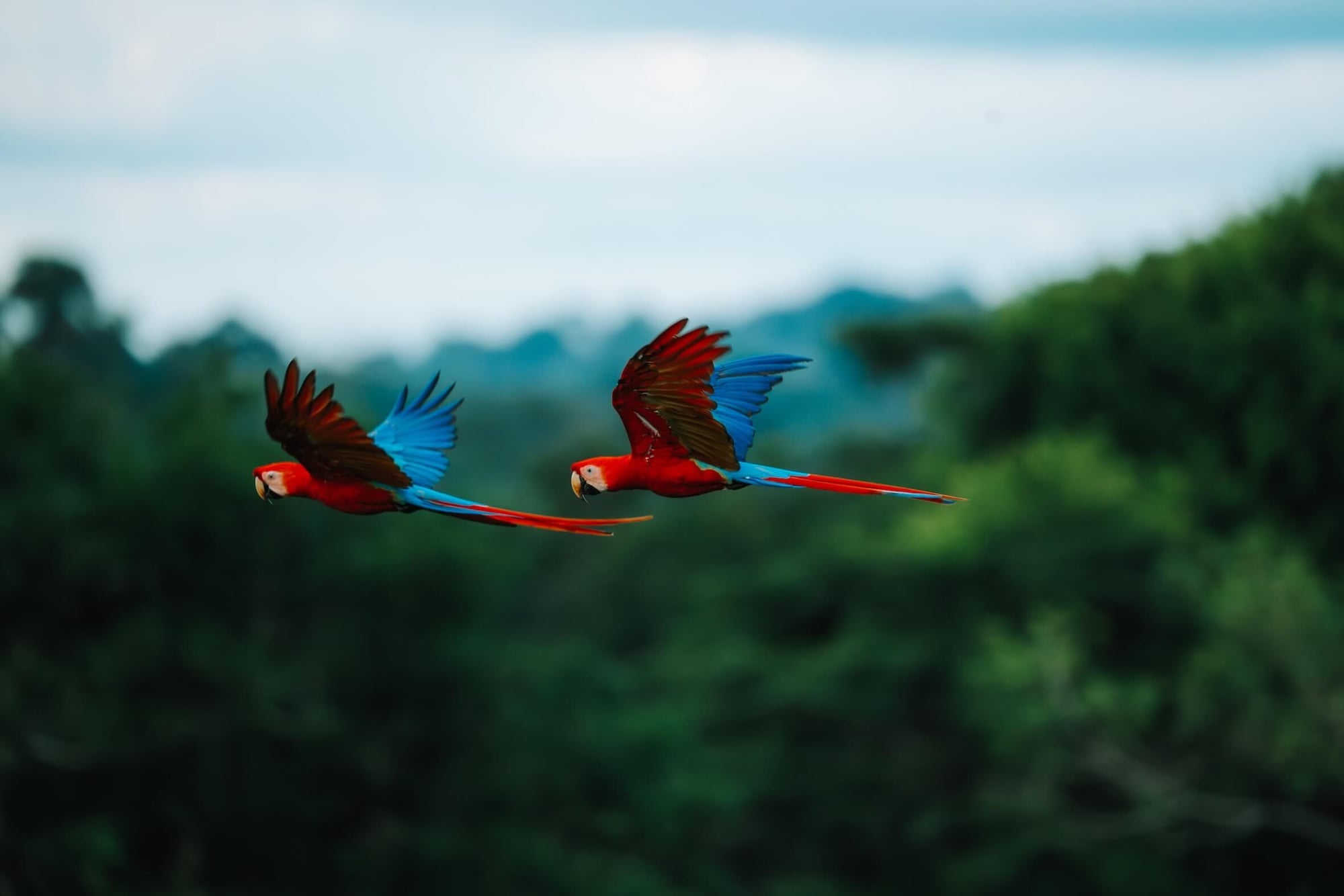Two red macaws with blue wings flying over lush green rainforest canopy beneath a blue sky.