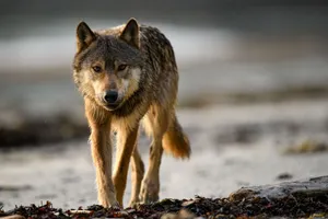 Grey wolf with amber eyes standing on rocky beach, looking directly at camera.