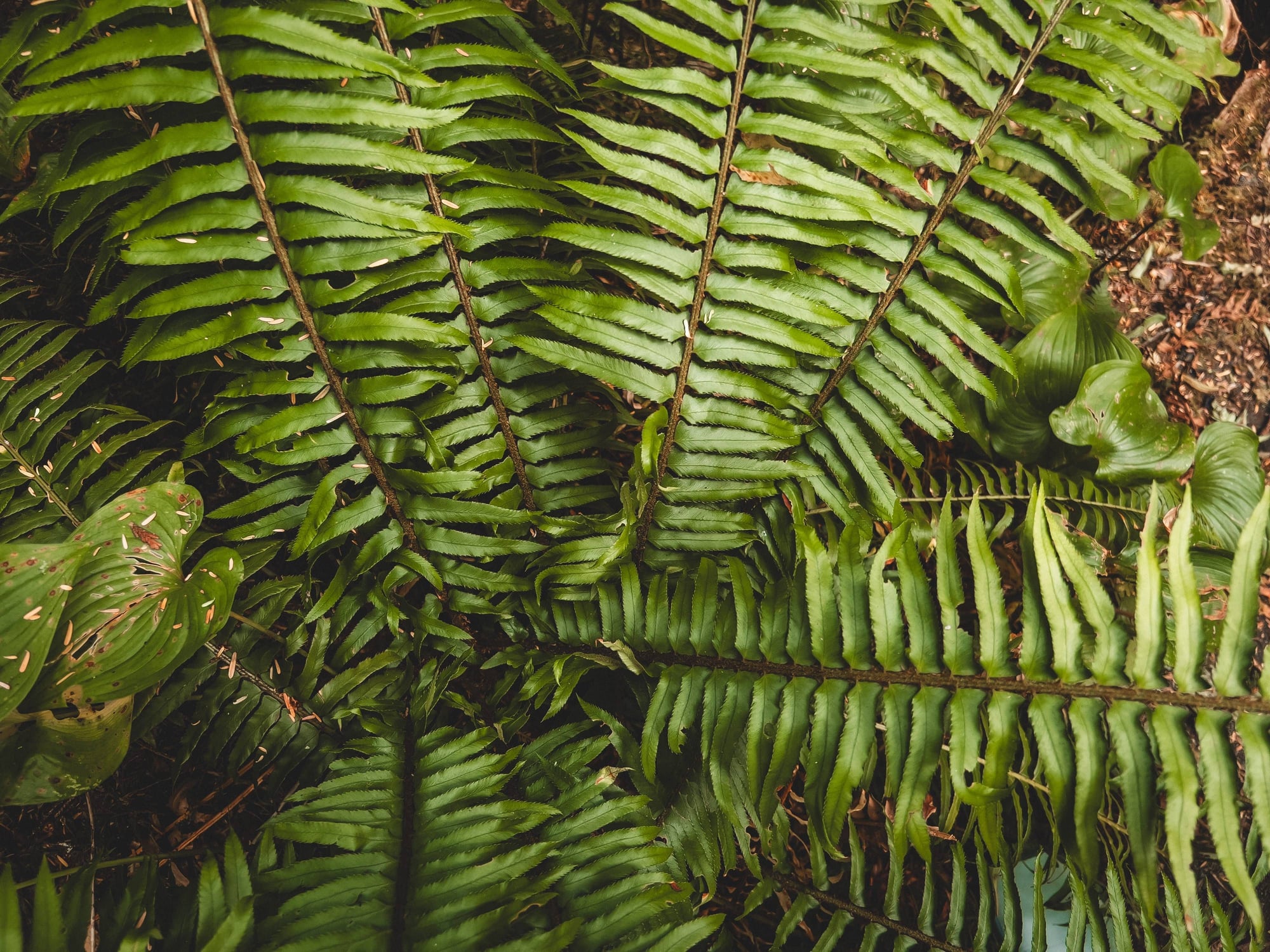 Bright green fern fronds with delicate pinnate leaflets densely arranged on forest floor with brown soil.