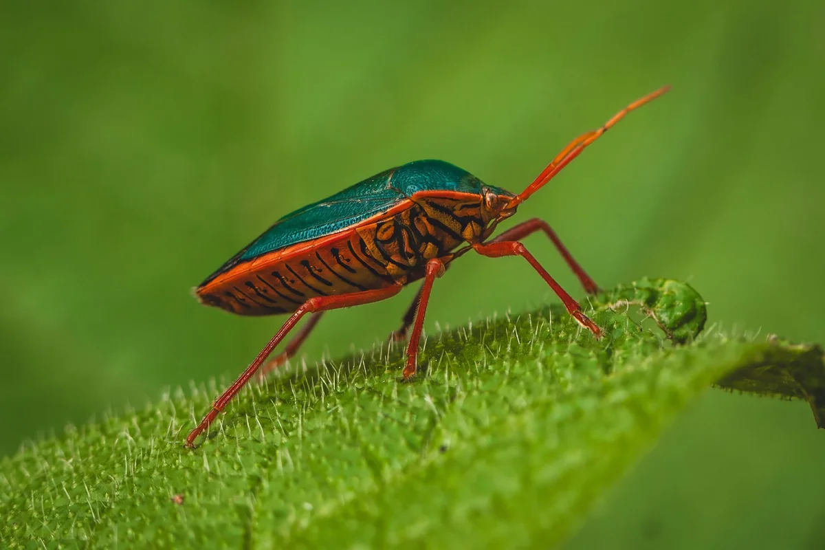 Insecto escudo rojizo con élitros azul verdoso posado sobre un tallo vegetal verde y velloso.
