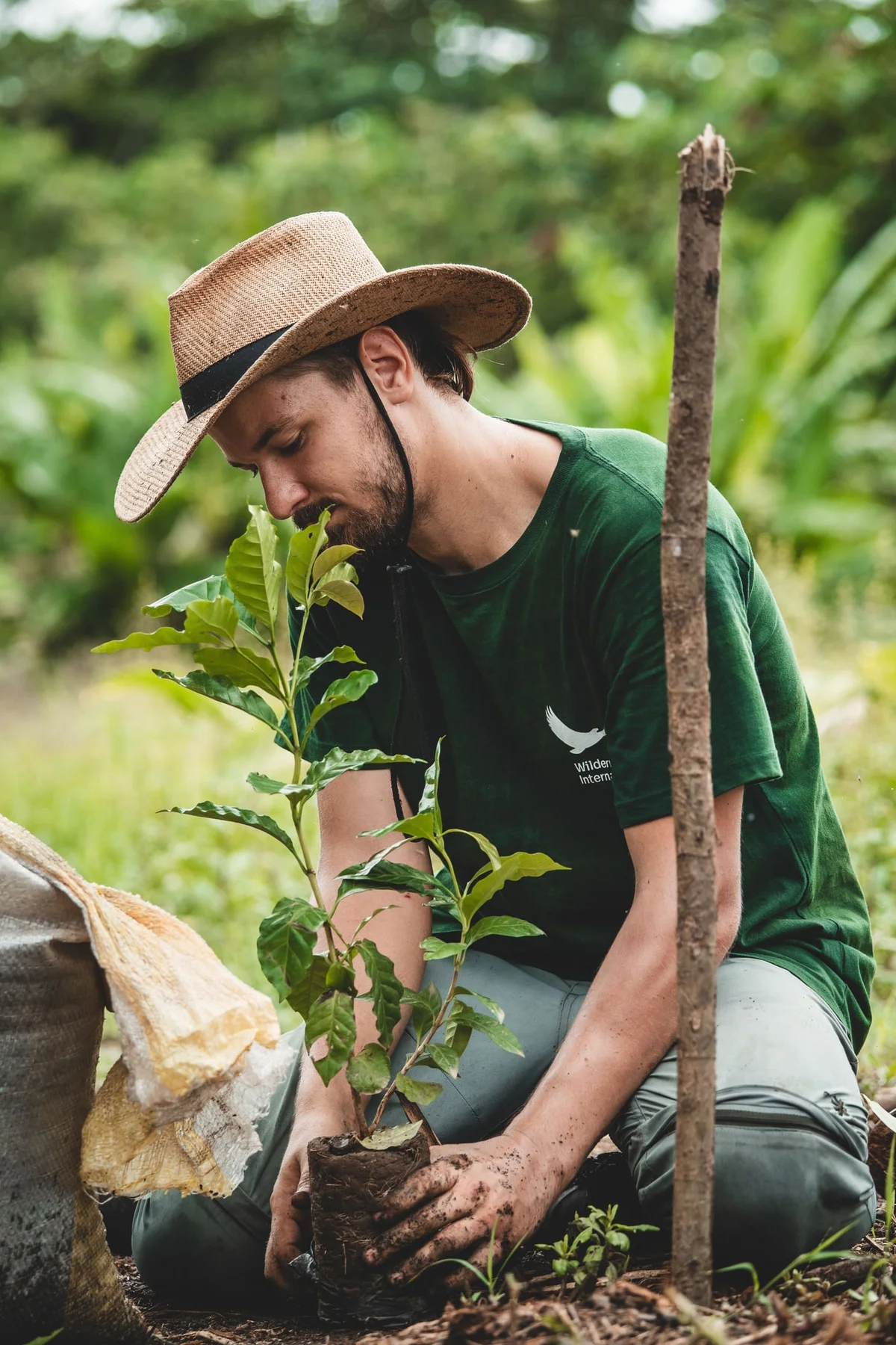 Man in green shirt and straw hat planting a sapling in soil with lush greenery in background.