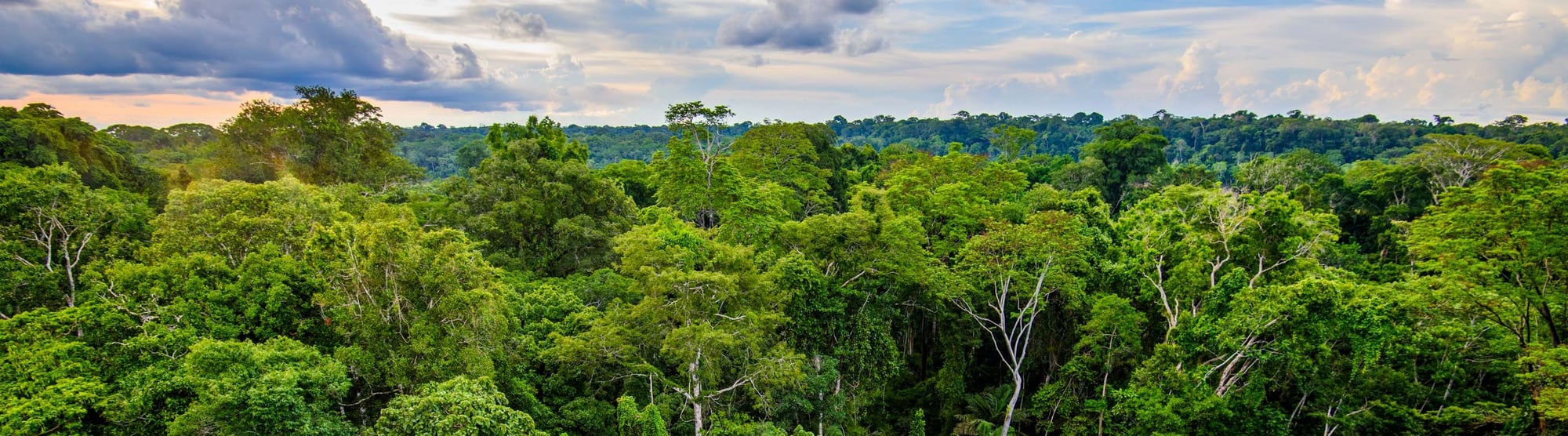 Vista aérea de selva tropical densa con dosel verde exuberante y árboles emergentes bajo cielo nublado.