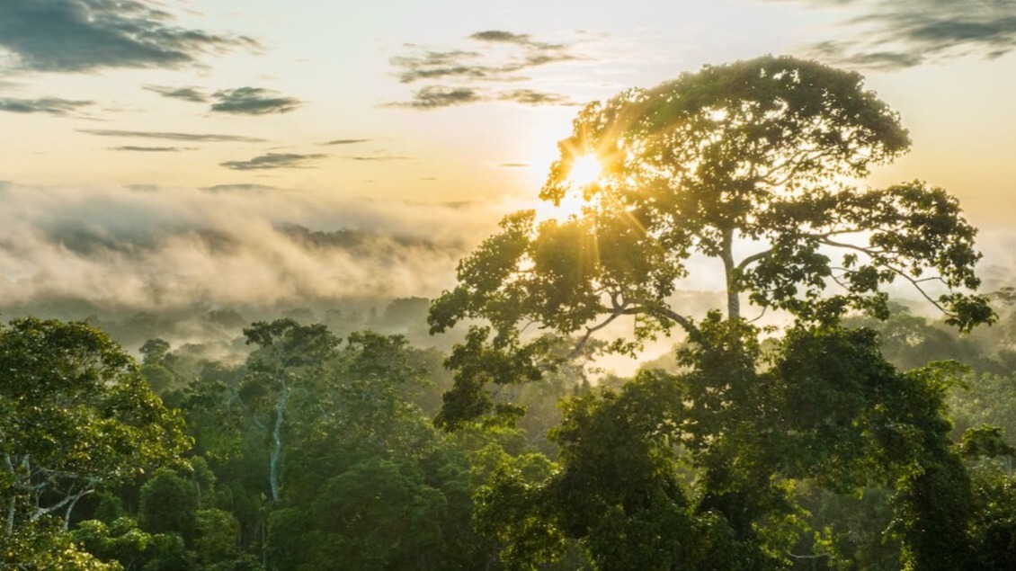 Rainforest canopy at sunrise with mist, a tall tree illuminated by golden sunlight towering above green foliage